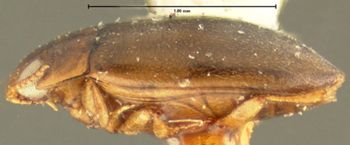 Media type: image;   Entomology 23888 Aspect: habitus lateral view